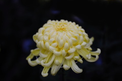 菊