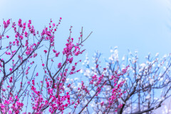 紅白