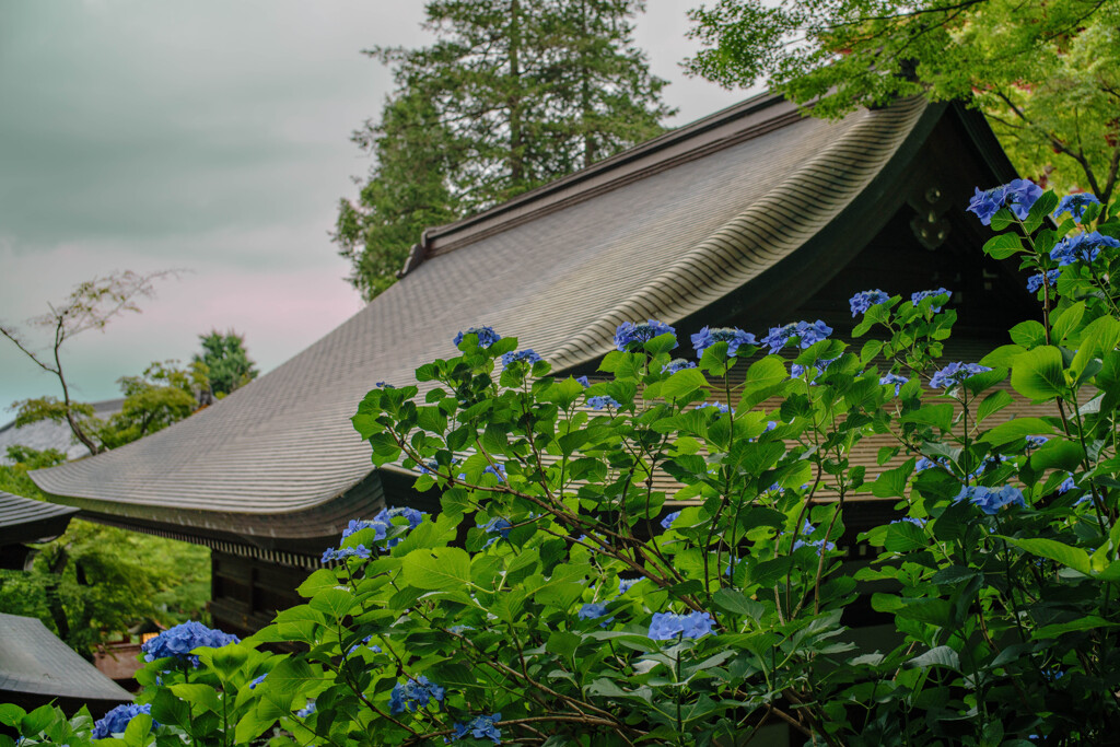 紫陽花