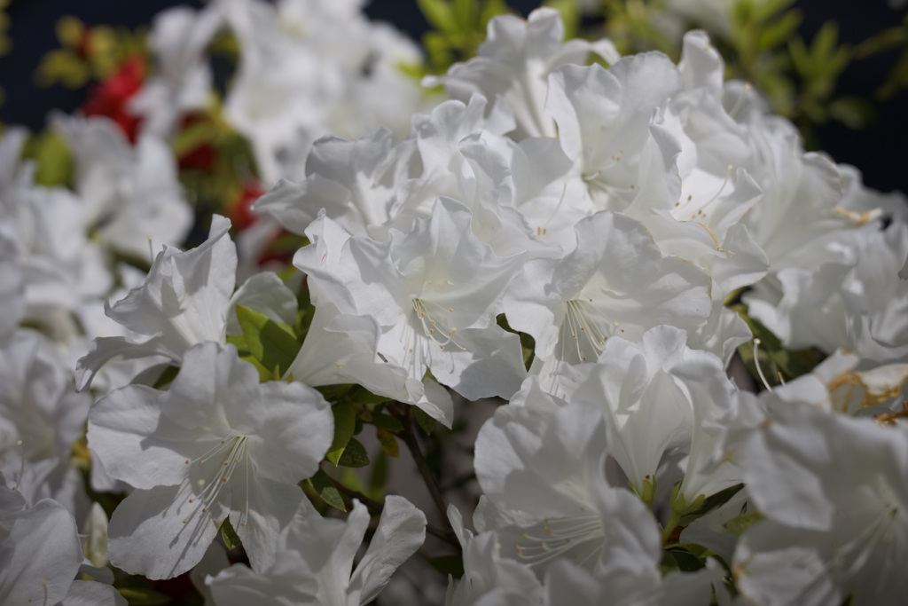 ティッシュ山盛りツツジ