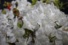 ティッシュ山盛りツツジ