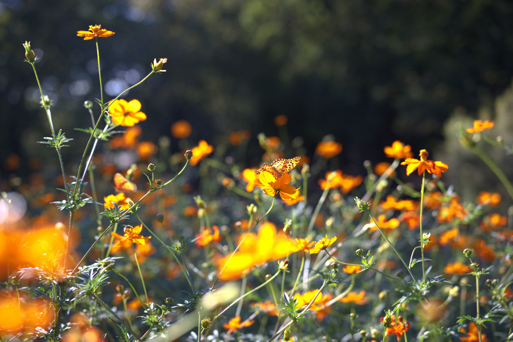 コスモスと蝶