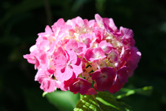 赤紫陽花
