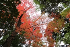 小石川後楽園 (5)