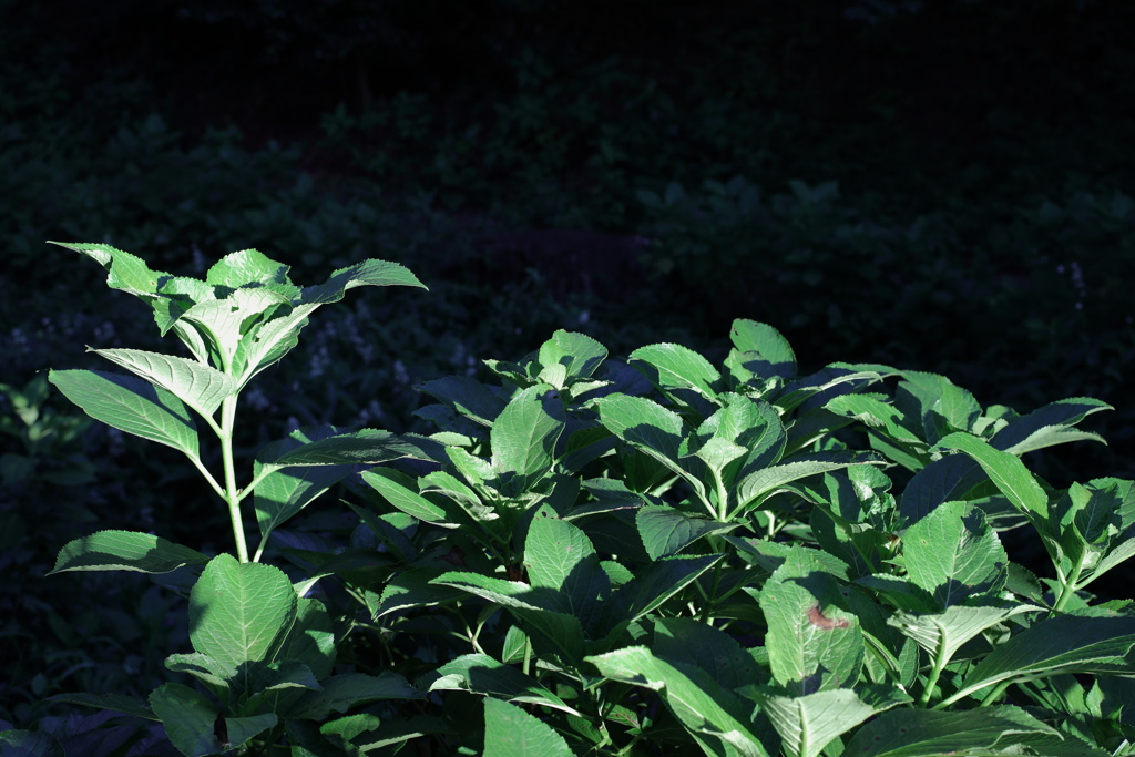斜陽に照らされる緑草