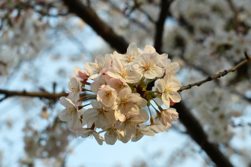 桜