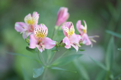 アルストロメリア