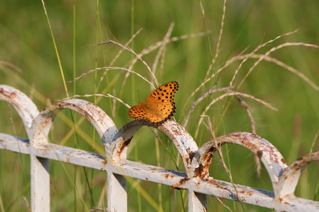 ツマグロヒョウモン