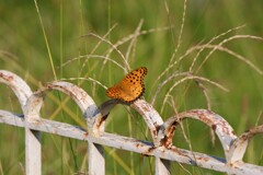 ツマグロヒョウモン