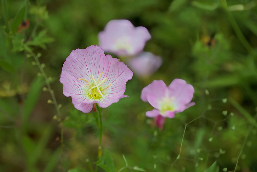 ヒルザキツキミソウ
