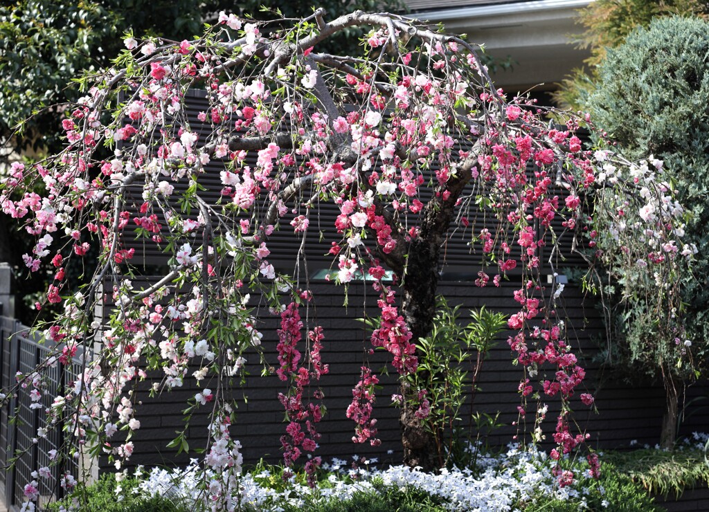 ハナモモ　ハナニラ