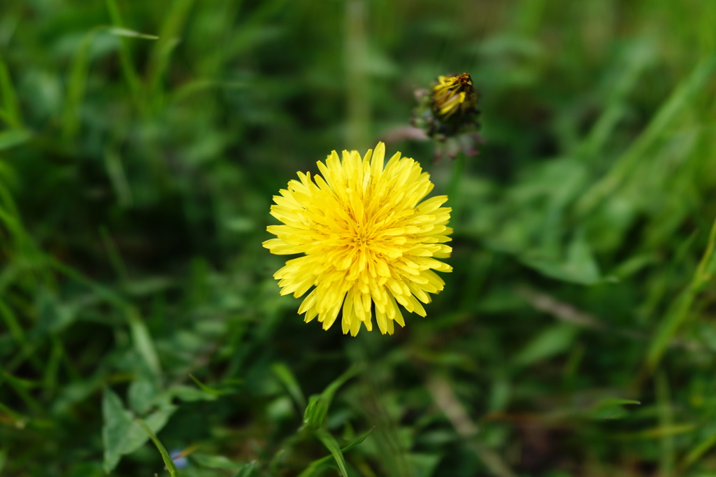隅田川　たんぽぽ