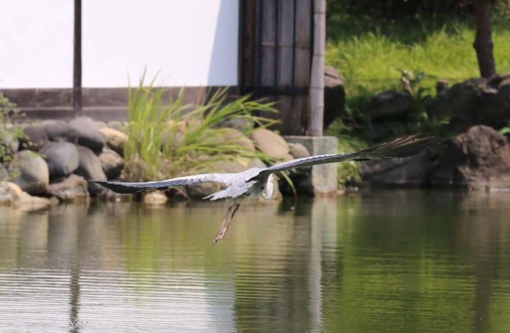 清澄庭園 (5)