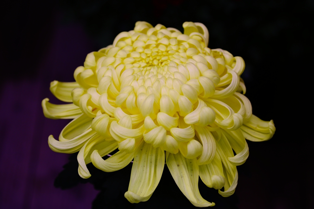 明治神宮　菊花展 (1)