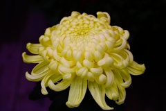 明治神宮　菊花展 (1)