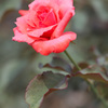 真夏の薔薇