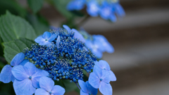 紫陽花