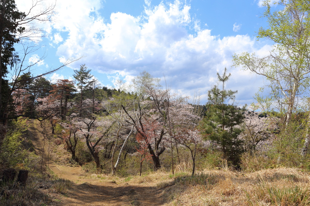 高尾山頂の桜 (2)
