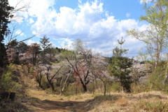 高尾山頂の桜 (2)