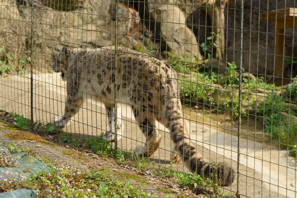 ユキヒョウの尻尾
