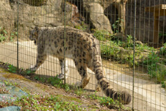 ユキヒョウの尻尾