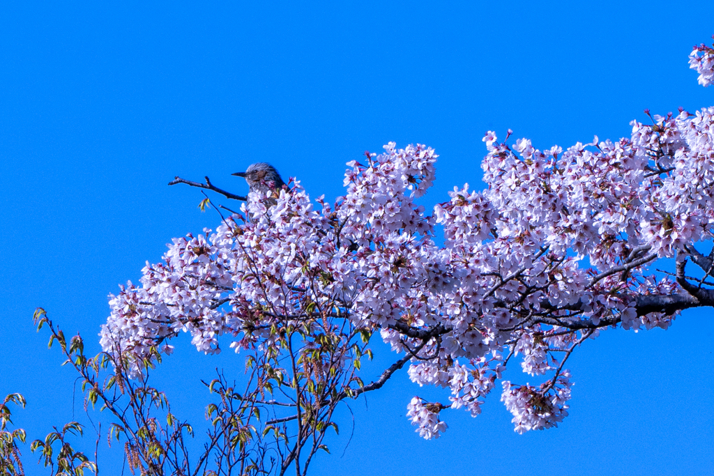高尾山の桜