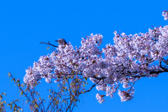 高尾山の桜