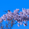 高尾山の桜