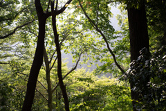 夏の山中