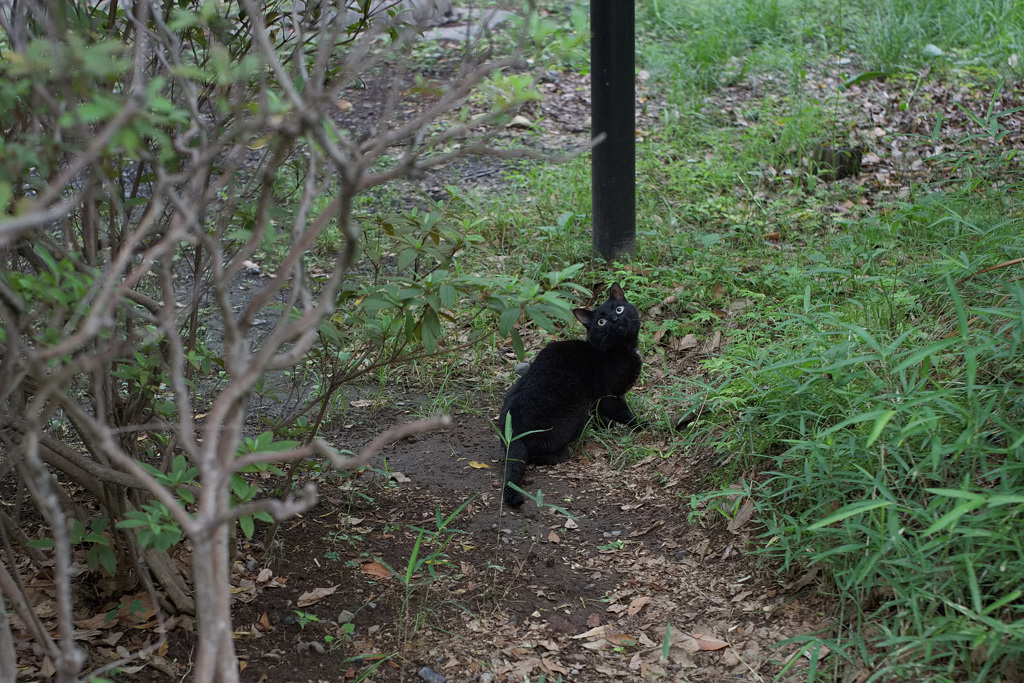 小鳥に逃げられたのらくろ