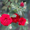 真夏の薔薇