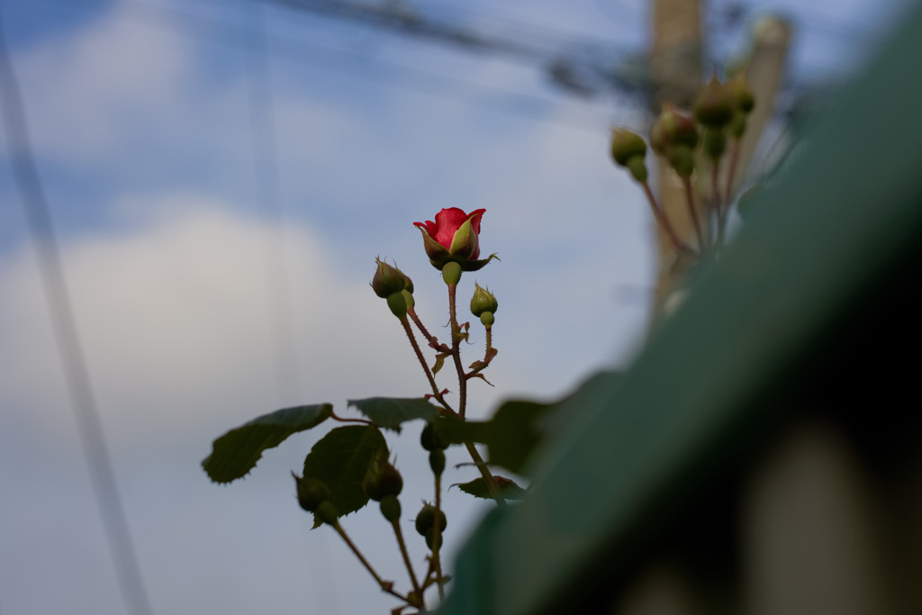 街中の小さな薔薇