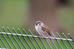代々木公園の雀