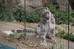 頭かい～　ユキヒョウ