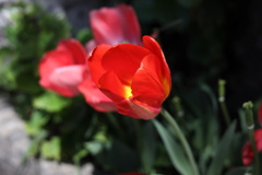 火炎チューリップ