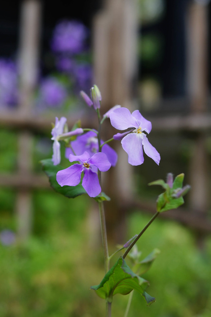 名称未設定-03883