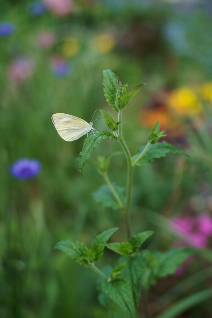 モンシロチョウ