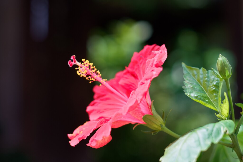 ハイビスカス