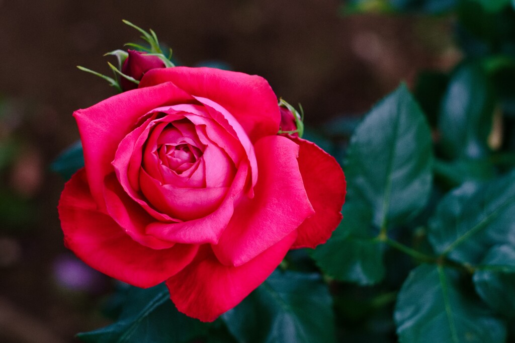 薔薇