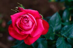 薔薇