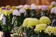 明治神宮　菊花展 (4)