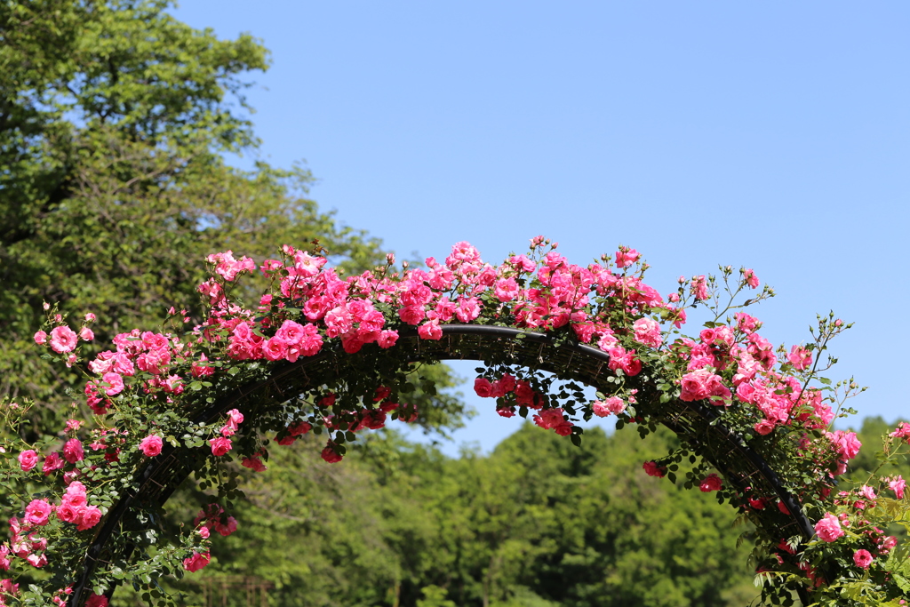 神代植物園　薔薇園