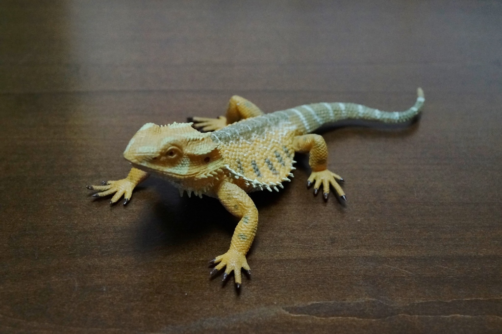 フトアゴヒゲトカゲ (1)