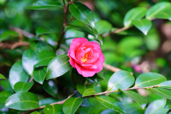 山茶花