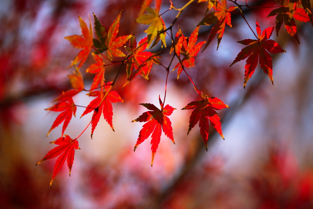 紅葉 (1)