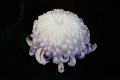 菊