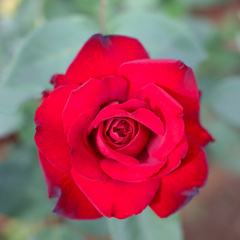 紅薔薇　ナディア