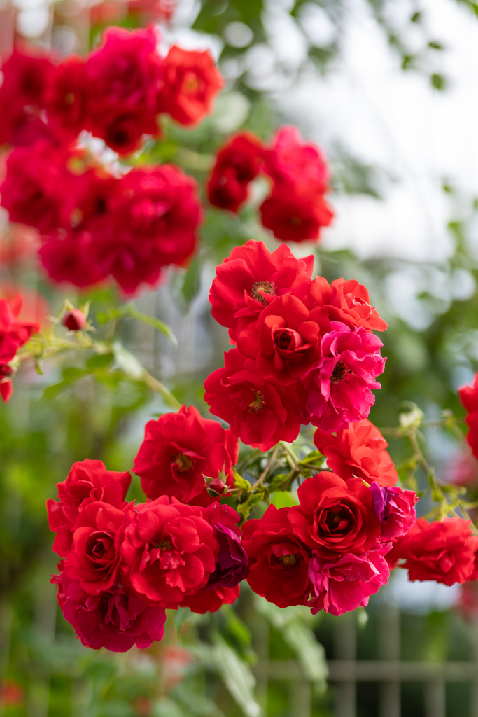 薔薇