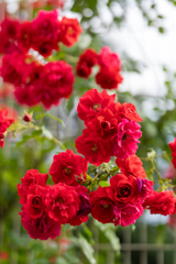 薔薇