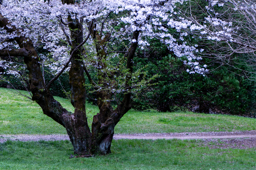 桜吹雪